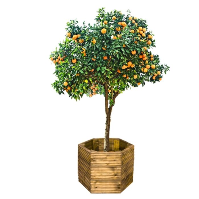Decking Planter